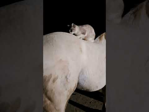 Cat Liza enjoying herself