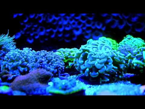 Coral Frag Table Tour at Alpine Koi & Reef Short video taking you on a tour of some of our coral frag tables!