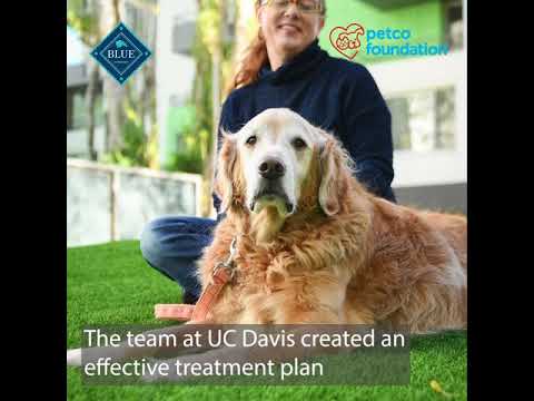 Lauren helped Chance fight cancer just like he had done for her a decade earlier. Thanks to a treatment plan from UC Davis, Chance was able to spend 14 joyful months with his best friend after his diagnosis. Lauren helped Chance fight cancer just like he had done for her a decade earlier. Thanks to a treatment plan from UC Davis, Chance was able to spend 14 joyful months with his best friend after his diagnosis.