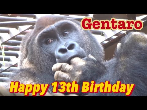 13歳の誕生日を迎えても指しゃぶりしてる姿が可愛いゲンタロウ⭐️ゴリラGorilla【京都市動物園】Today is Gentaro's 13th birthday!