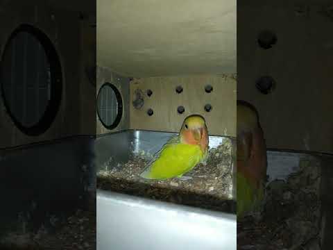 Love bird 🥰🥰🥰🥰 #song #love #lovebirds #birds #viral #viralvideo#highlights