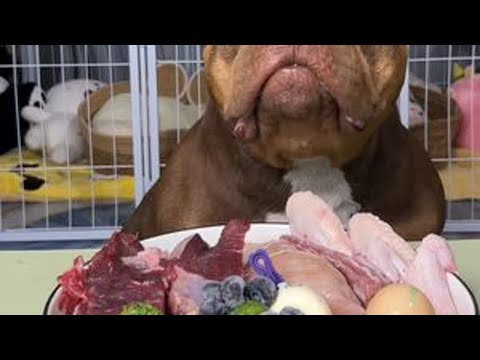 #恶霸犬 最后一餐