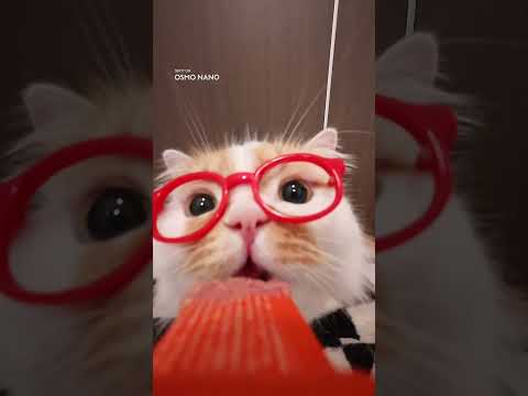 Up close and furry — it's treat time for kitty | Osmo Nano