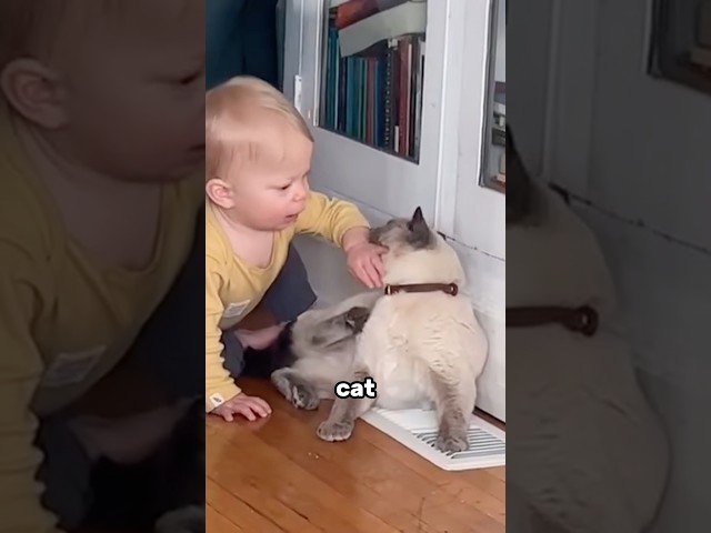 The cat was not expecting that 💀