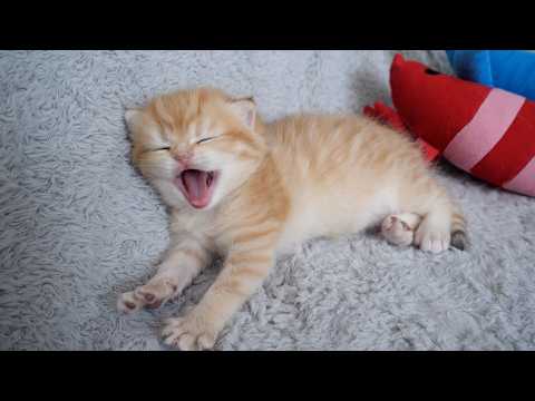 Cute little kitten that's so sleepy it can't stop yawning…