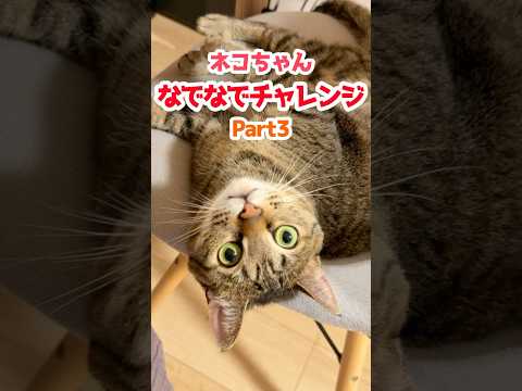 凶暴猫をどれだけなでなでできるか挑戦してみた結果… #保護猫 #cat #ねこのいる生活 #shosts