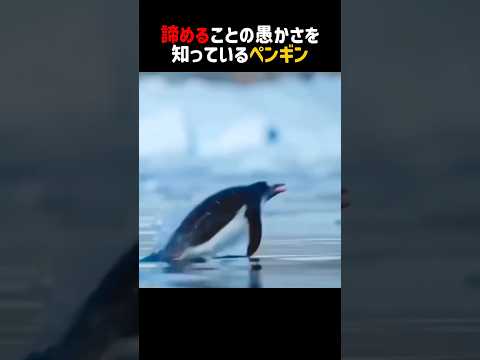 南極のペンギンが繰り広げる生存と戦いの物語 サムネイル