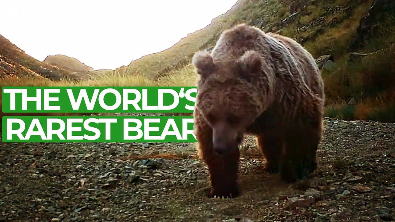 Gobi Bear - Searching the Rarest Bear on Earth | Free Documentary Nature