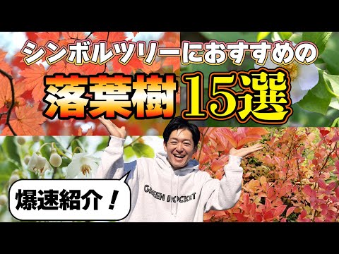 【入荷情報】今春、お庭に植えられるオススメ落葉樹一覧！逃すと1年後です。