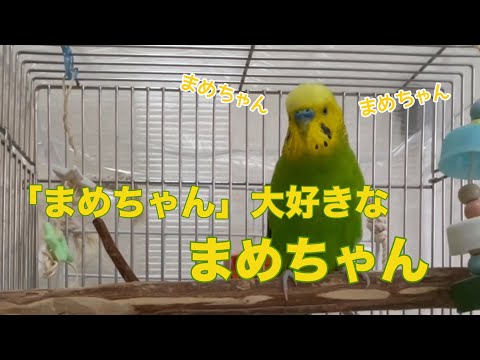 「まめちゃん」が大好きでいっぱい「まめちゃん」って言うまめちゃんです【セキセイインコ】