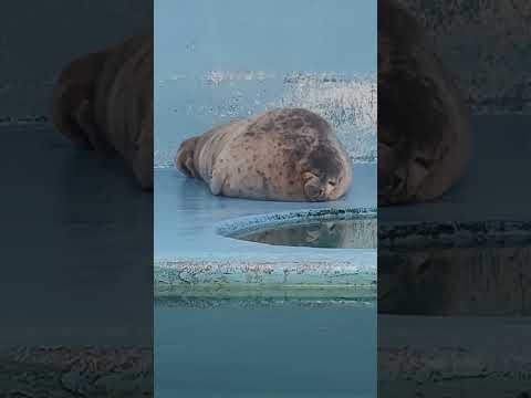 猫の動画サムネイル - まるで静止画！？　ワモンアザラシ「ピセ」