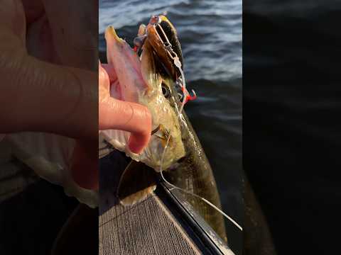 More than a handful 😅 #fishing