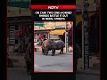 On Camera, Two One-Horned Rhinos Battle It Out On Nepal Streets
