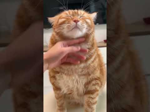 Happy orange cat! See Cat Language Bible in bio #catshorts