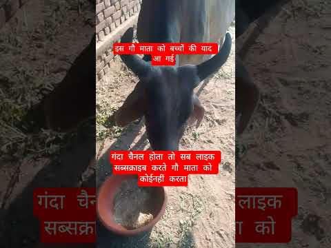 इस गौ माता को बच्चों की याद आ गई #13million #cow #motivation #100millon #gaumata #animals