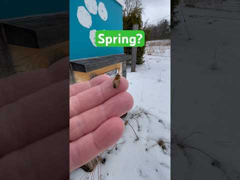 Still snowing up here in Massachusetts on April 6th.  #beekeeping #bees #beebarn #beehive #vinofarm