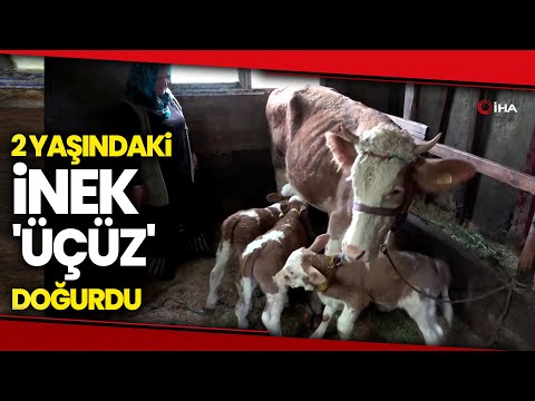2 Yaşındaki İnek ‘Üçüz’ Doğurdu: Herkes Görmeye Geliyor