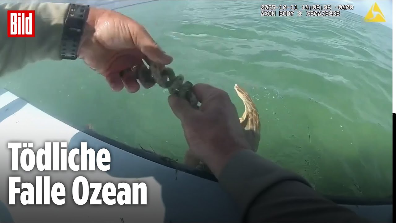 Schildkröte droht zu ertrinken