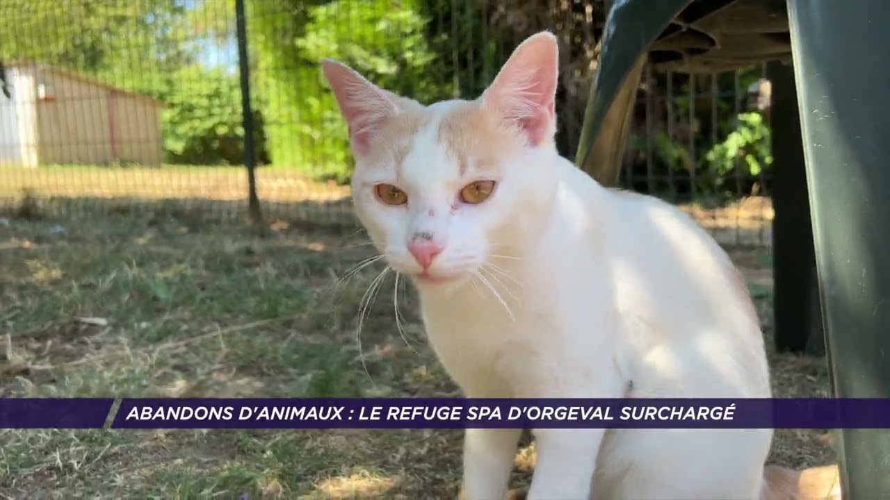 Yvelines | Abandons d’animaux : le refuge SPA d’Orgeval surchargé