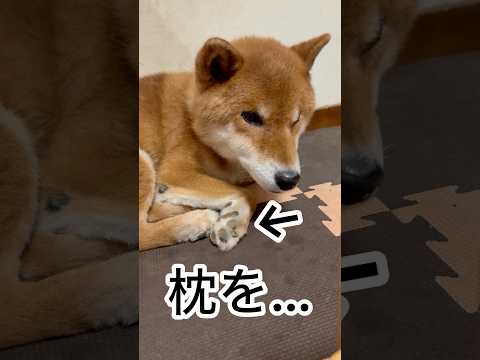 力丸のリラックスした寝顔に癒される柴犬の日常 サムネイル