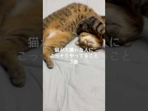 猫の動画サムネイル - 猫が大嫌いな人にこっそりやってること3選 #猫 #ねこ #猫のいる暮らし #ねこのいる生活 #猫動画 #保護猫 #猫好きさんと繋がりたい #猫のいる生活 #猫好き VOICEVOX:ずんだもん