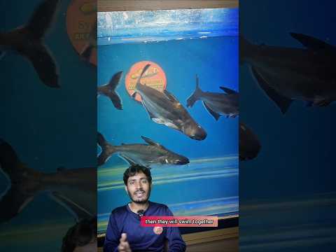 All about Sharks | Tiger sharks profile 