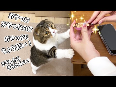 どうしてもおやつが欲しいパパ猫の全力アピールが可愛すぎる！