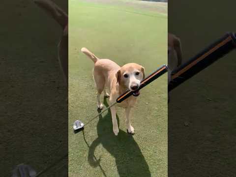 Brewski with a birdie ⛳️ (via heytakeachance/TT)