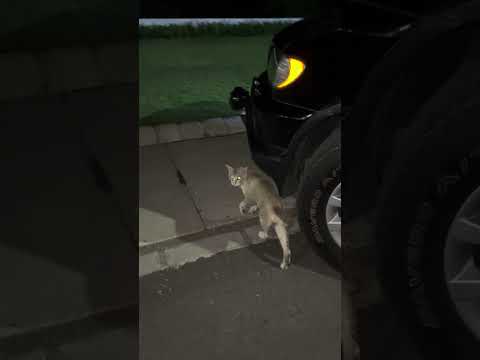 Ketika Om Bertemu Kucing Bapao Di Konser #nizamkucinglucu #cat #cute #貓咪日常 #funny #imut #straycat