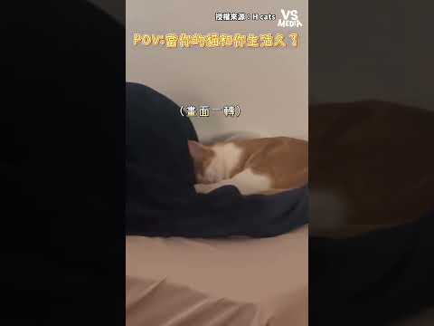 聽說寵物會越來越像主人 #寵物 ｜VS MEDIAｘH cats