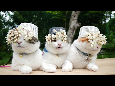 猫の動画サムネイル - ニセアカシア　のせ猫　250617