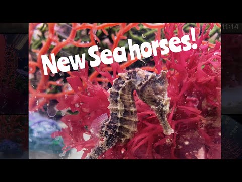 New Seahorse Tank! Care guide 
