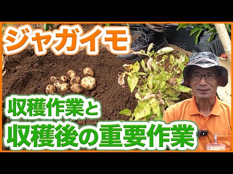 ジャガイモ収穫後に必ずやるべき作業！収穫後チェック・保存・後作まで徹底解説！【農園ライフ】