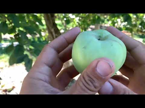 Calville Blanc D’Hiver Apple Tasting