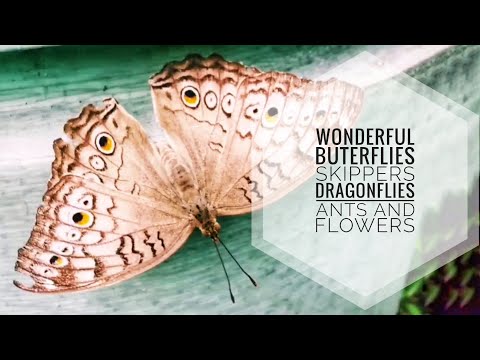 Wonderful Butterflies, Skippers, Dragonflies, Ants and Flowers