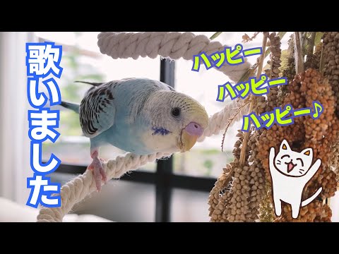 【インコが歌ってみた】猫ミーム　ハッピーハッピーハッピー 生後４か月の記録