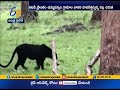 Rare Black Cheetah Identified in Sathyamangalam Forest Area
