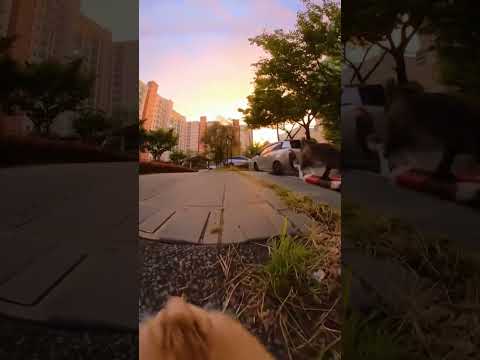 친구 만나러 가는 고양이