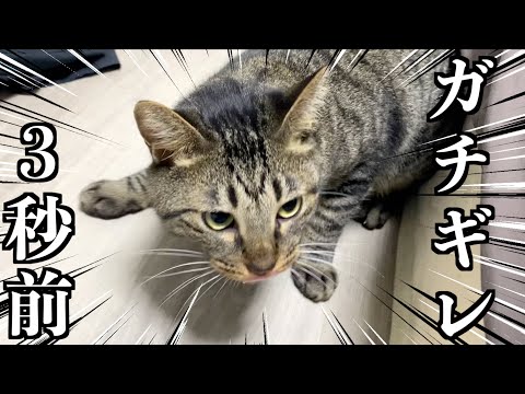 猫が飼い主にマジでブチギレる３秒前...