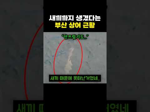 까지 생겼다는 <strong>부산</strong> 상어 <strong>근황</strong> ㄷㄷ