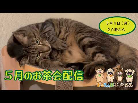 【雜談配信】5月のお茶會🍻【まるちぇぽ🏠】