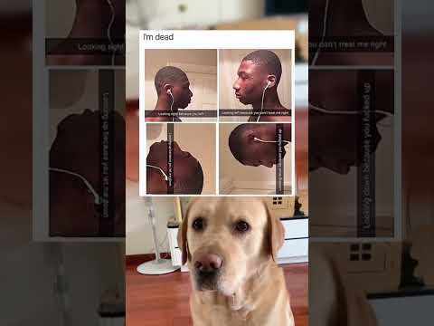 #memes #story #dog #shorts #pets