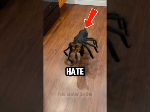 This CATS hate costumes... specially this one! 😹 #funnycats #shorts