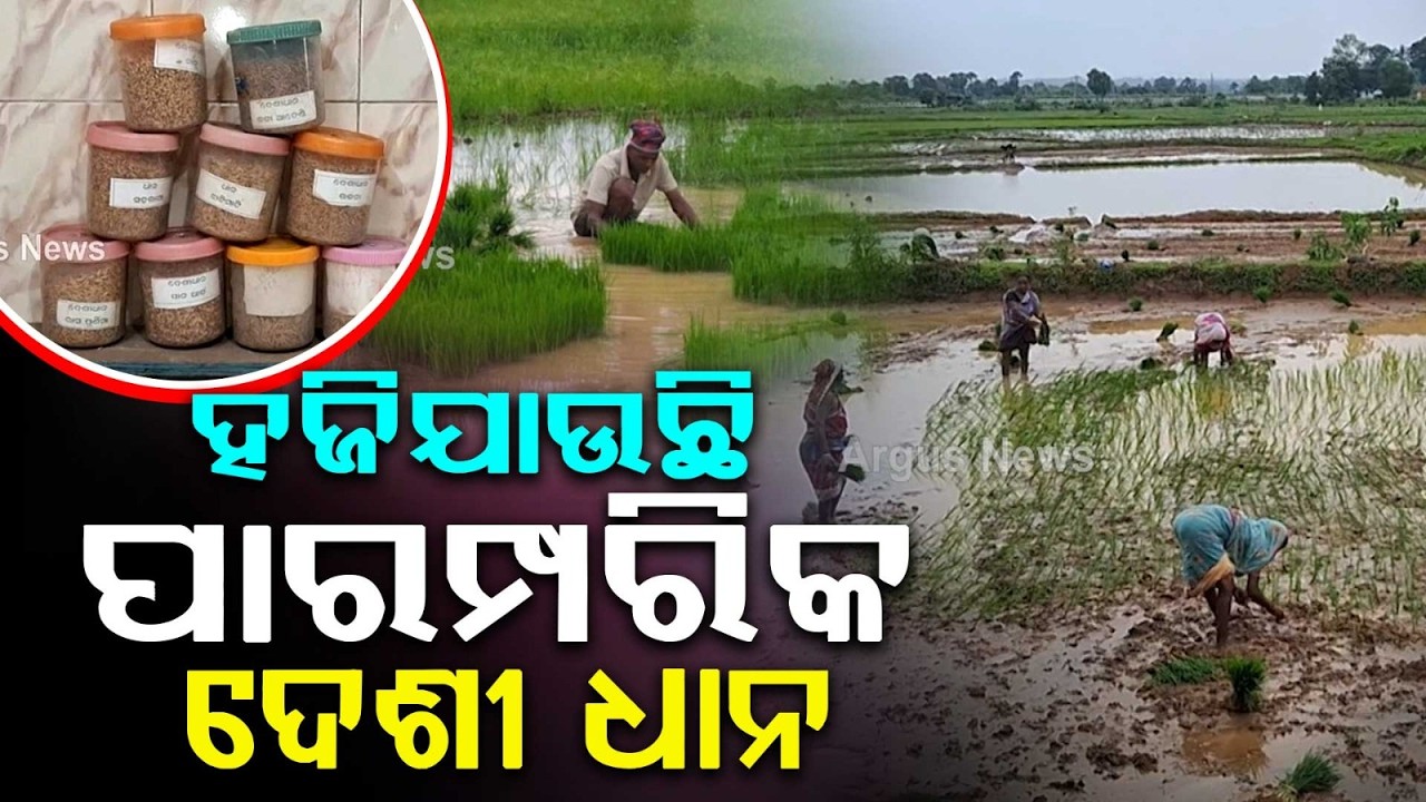 Vanishing Traditional Paddy: Why Desi Seeds Are Disappearing & The Impact On Our Health | Argus News