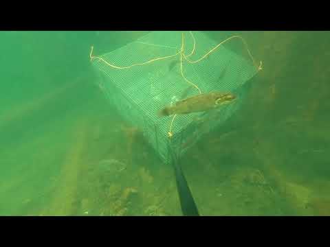 Huge Lobster Crawling Under My <strong>Trap</strong>