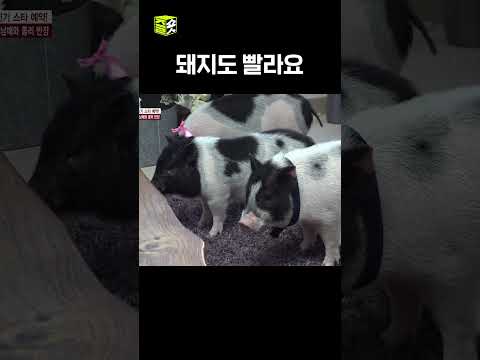 #TV동물농장 #우와한비디오 #<strong>우와비</strong> #shorts