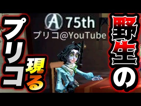 【第五人格】野生のプリコがランクマに現れました【identityV】【アイデンティティV】