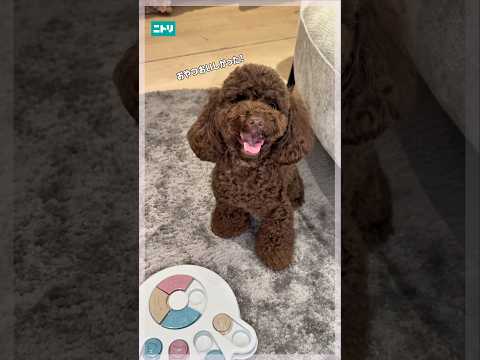 最後のお題できたら天才かも！#ニトリ #ニトリ商品 #犬のいる暮らし #知育玩具 #ペット