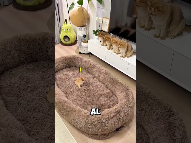 Gatos conmocionados por una cama GIGANTE😁