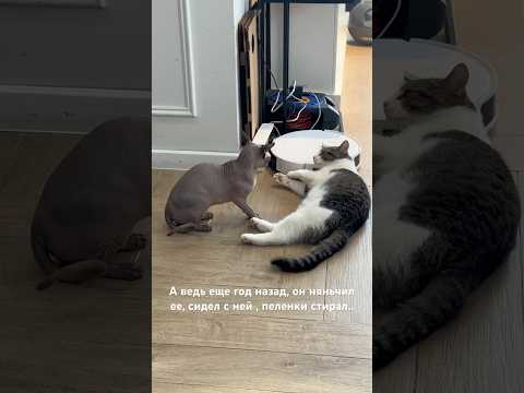 Выросла..Вот это характер, вот это стервозность, сила и смелость🥹Как думаете, чему она его учит?